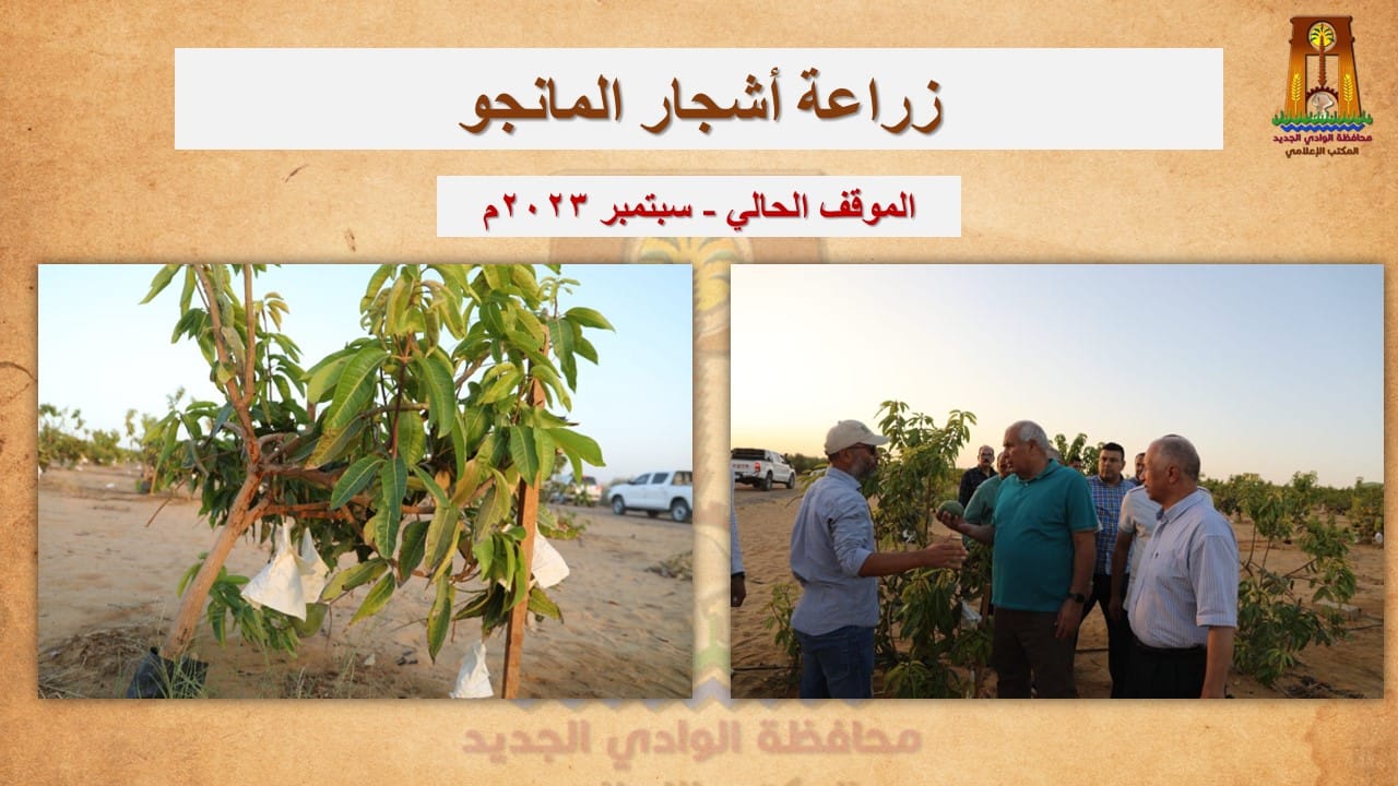 محافظ الوادي الجديد نحظى بوفرة وجودة عالية في إنتاج المحاصيل المختلفة