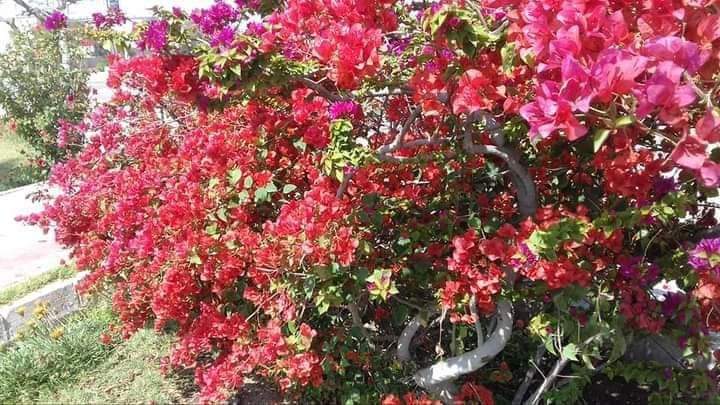 FB_IMG_1714902527120