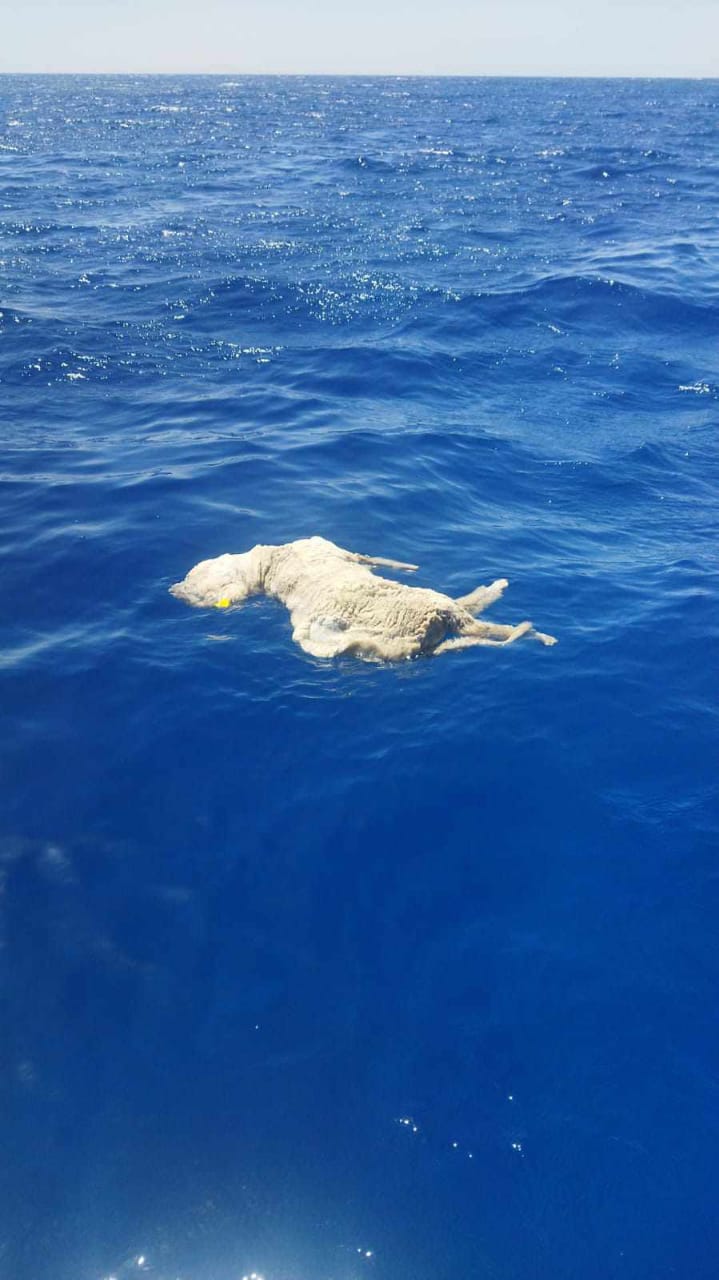 1732d18f-c9f9-42b0-a7f9-a319ae8ee4df