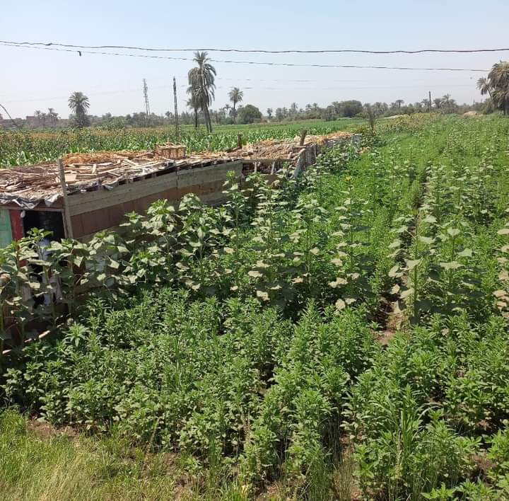 FB_IMG_1720790358130