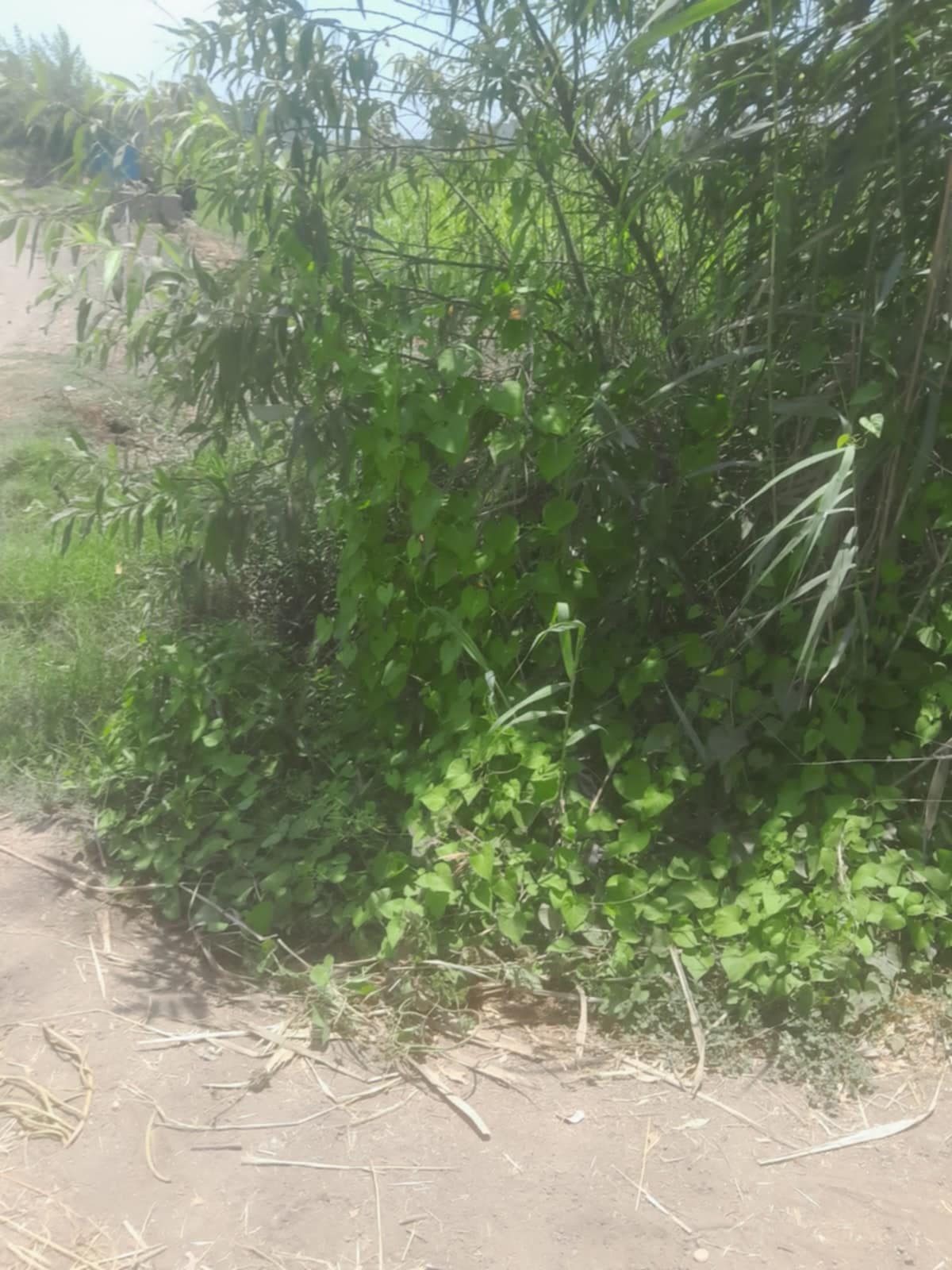 Messenger_creation_7e05044e-e9de-4aa3-8dcf-1d17ae1390da