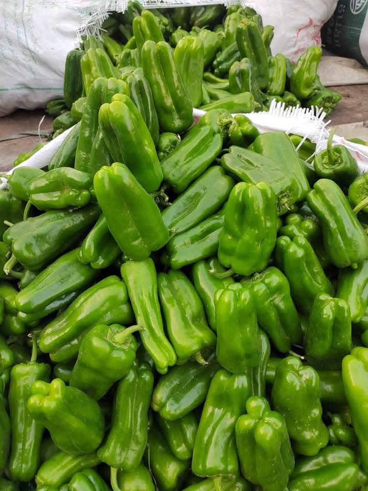 FB_IMG_1735126773822