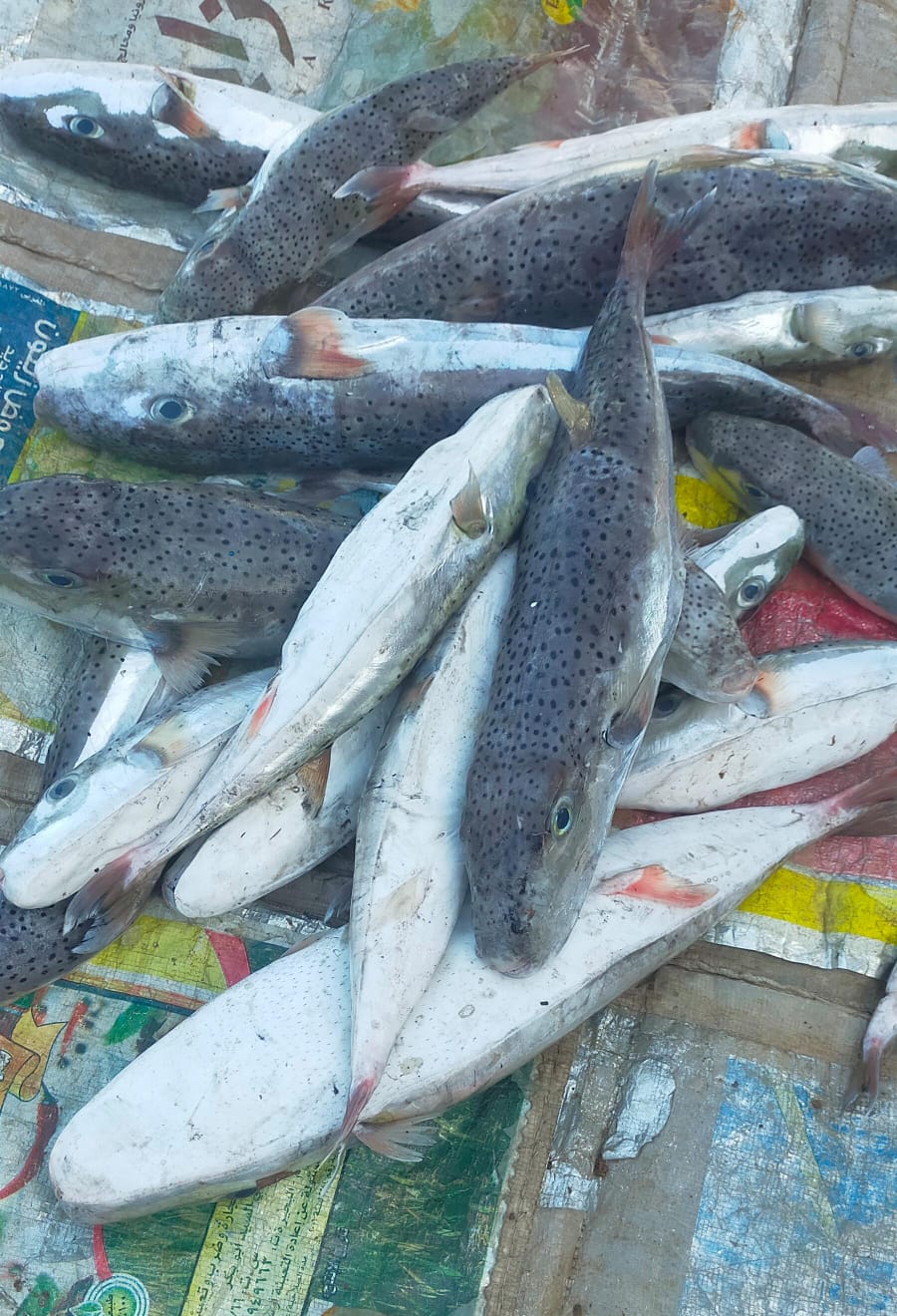 IMG-20250109-WA0002