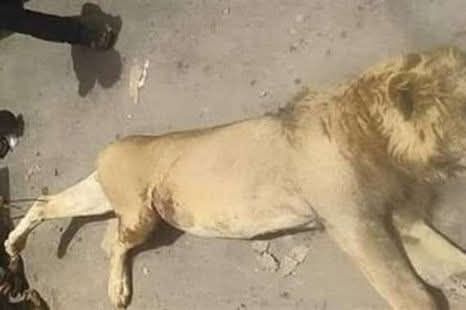 الاسد بعد تصفيته من رجال الامن