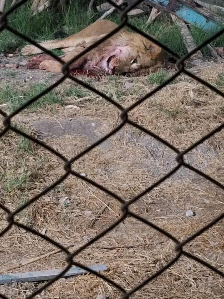 صورة قتل الاسد