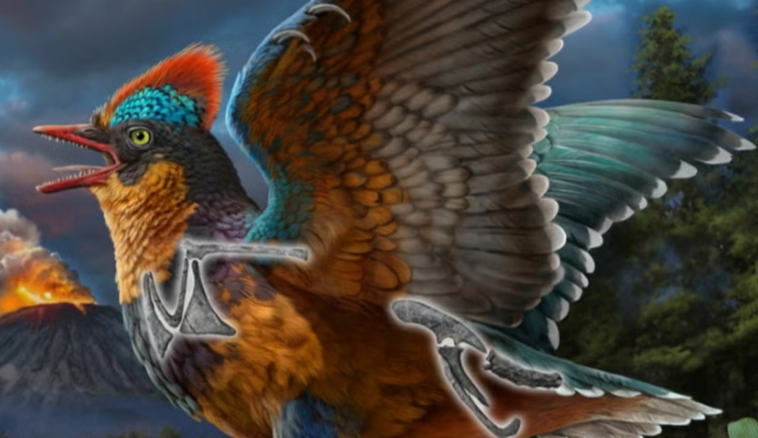 حفرية الطائر المنقرض