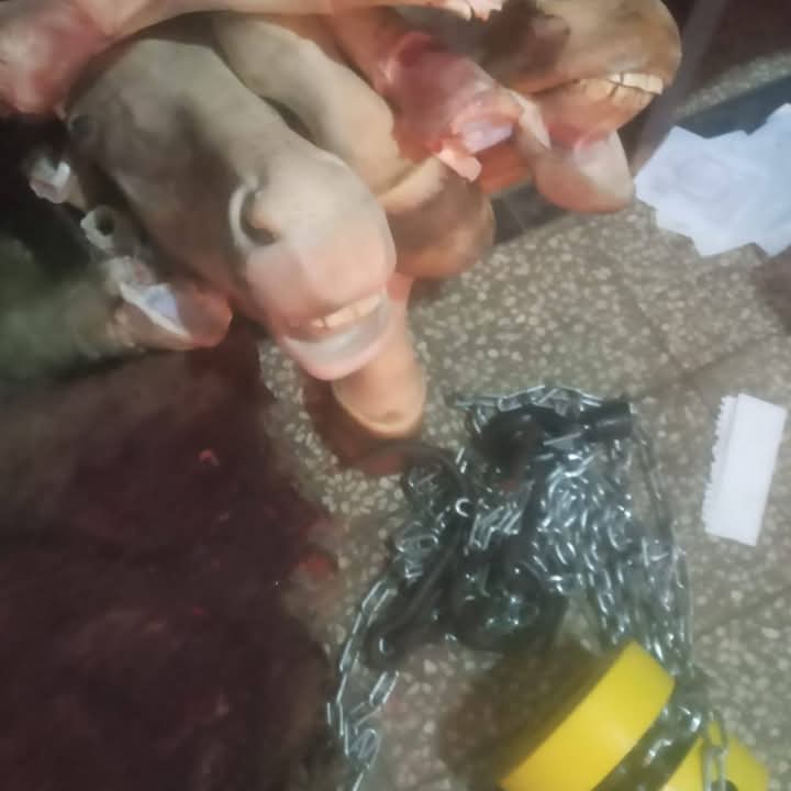 FB_IMG_1740757300985