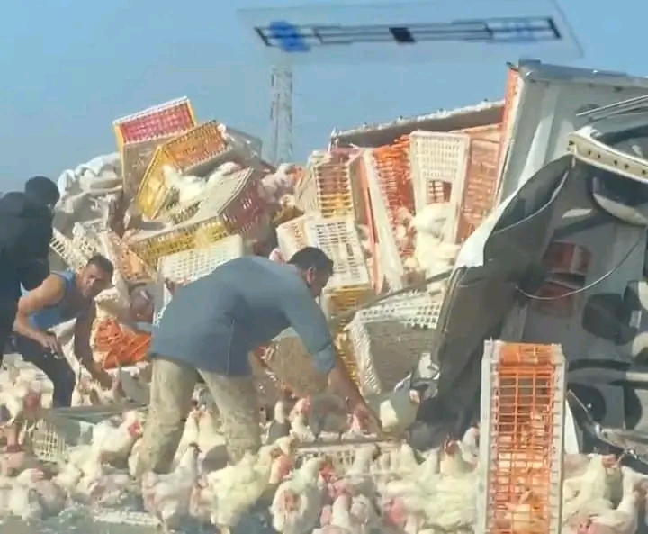 إنقلاب سيارة محملة بالدجاج