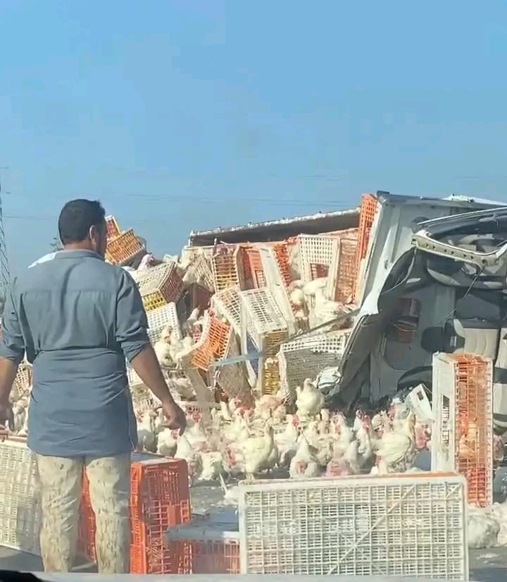 إنقلاب سيارة محملة بالدجاج&nbsp;