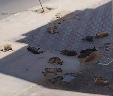 IMG_٢٠٢٥٠٥٢٠_١١٤٨٣٩