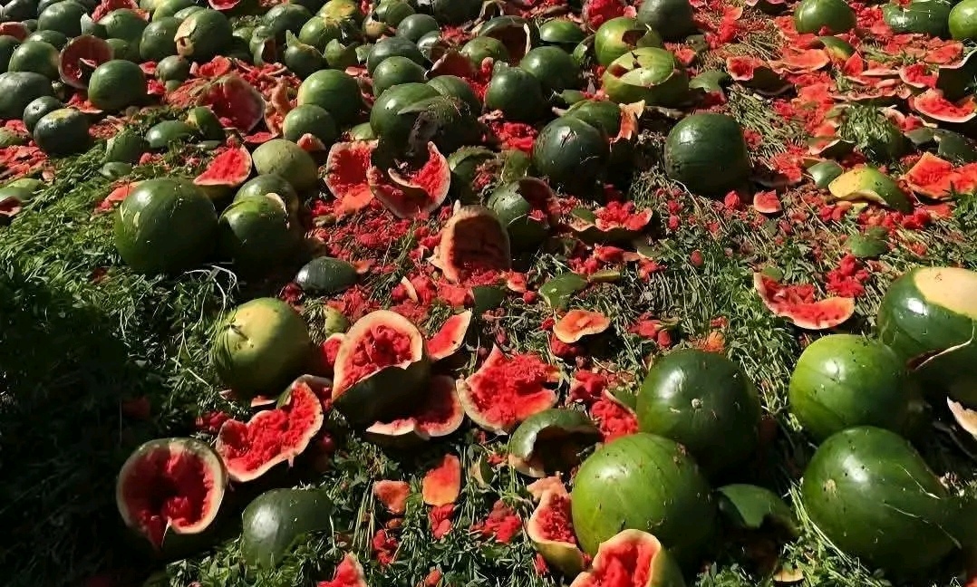 إنقلاب سيارة نقل محملة باليطيخ من علي إقليمي المنوفية&nbsp;