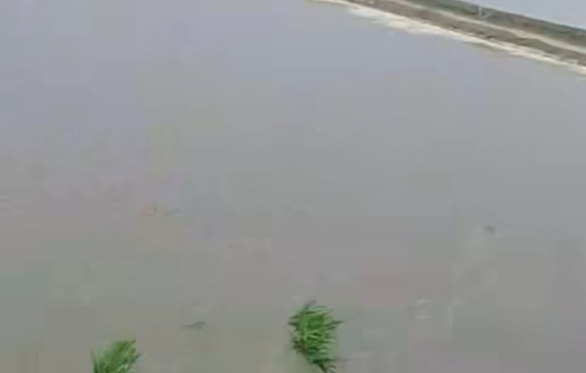 موسم زراعة الأرز
