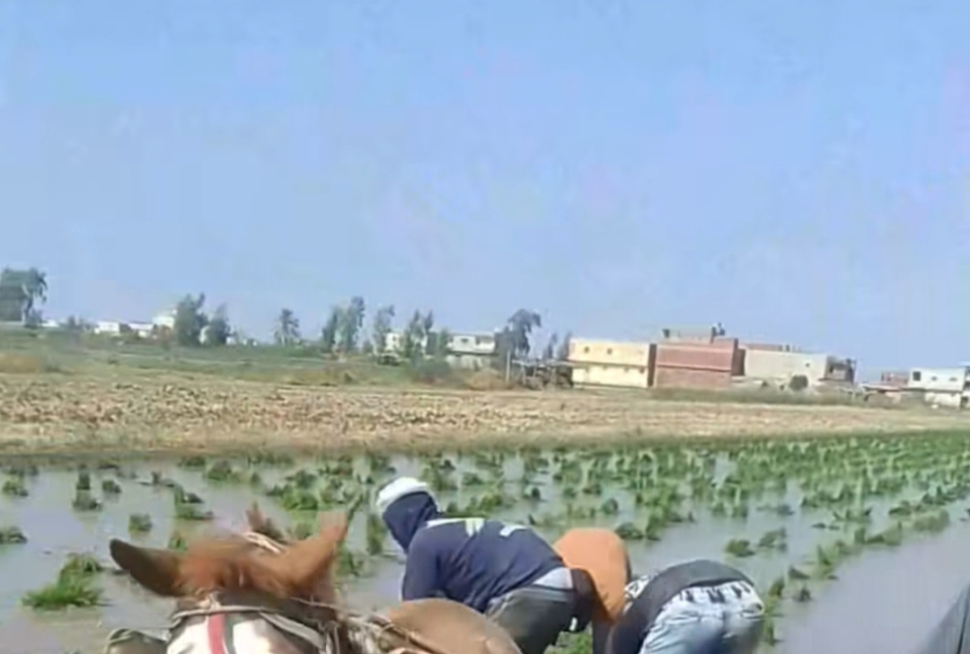 موسم زراعة الأرز