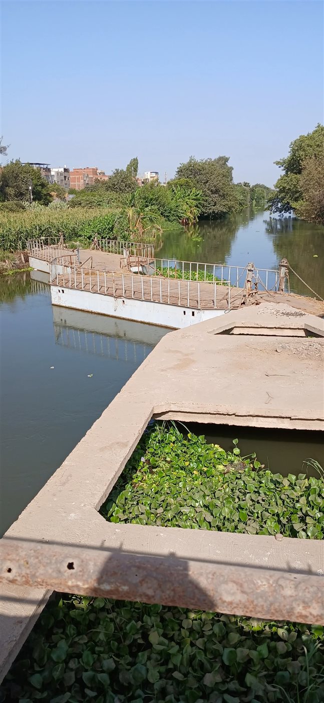 صورة الصندل المنكوب