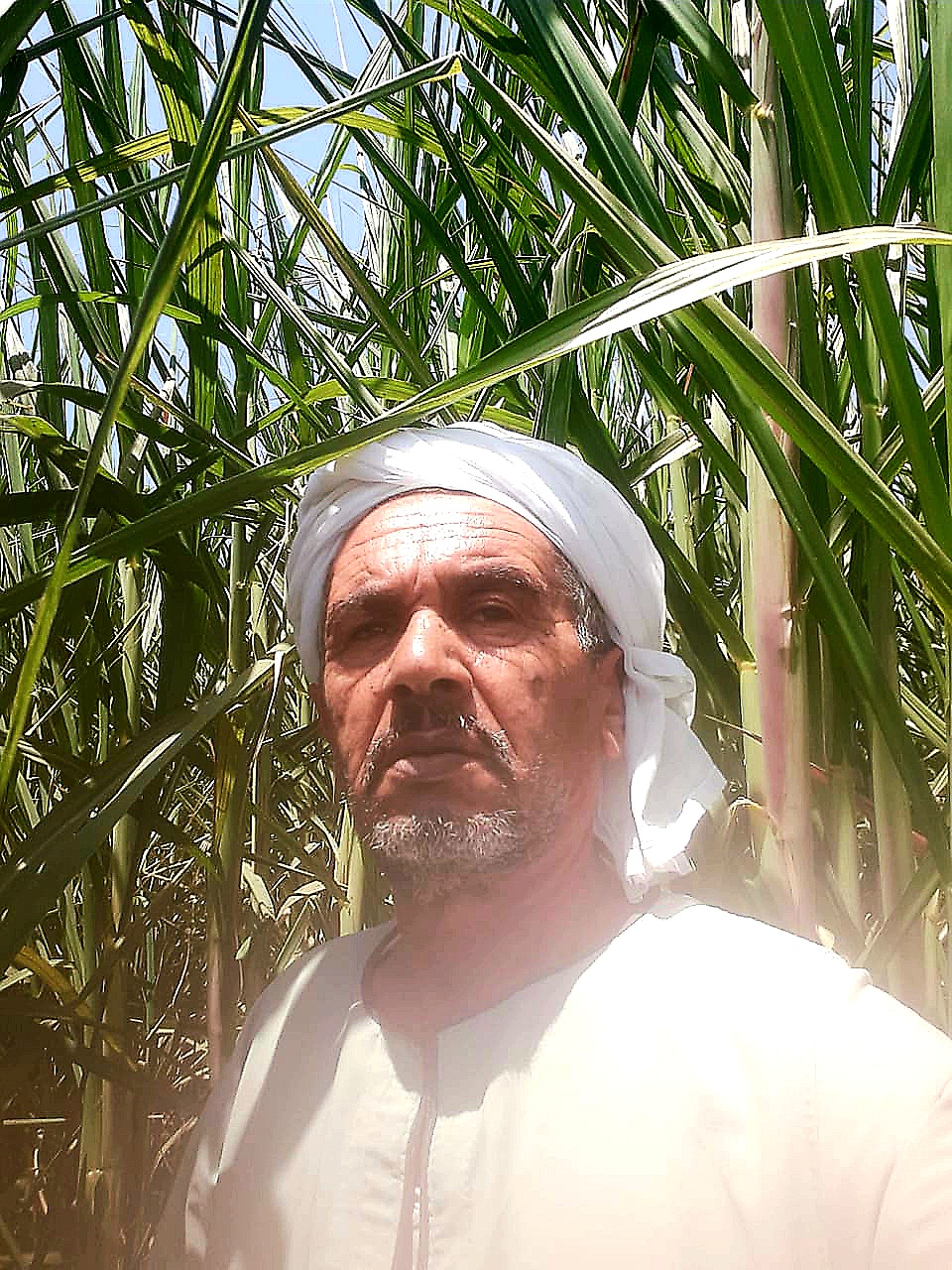عبد الناصر عبد العال 