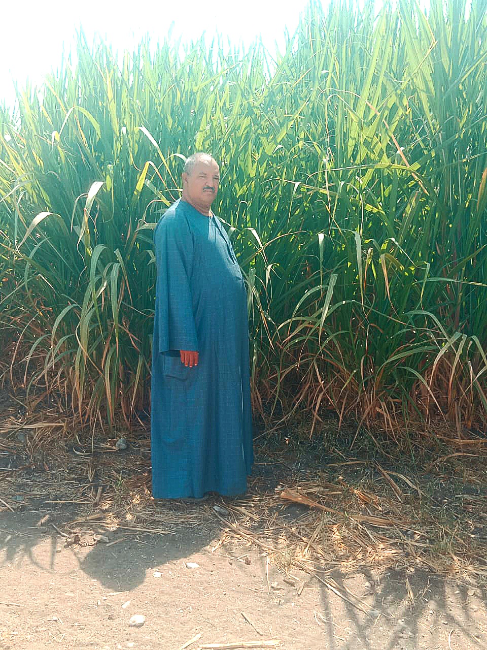 احمد ابو الوفا 