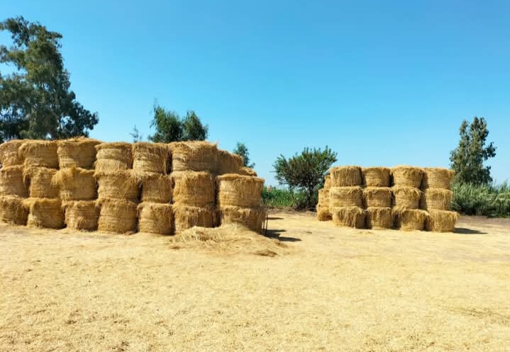 IMG_٢٠٢٥٠٩٢٥_١٢٣٩٤٦