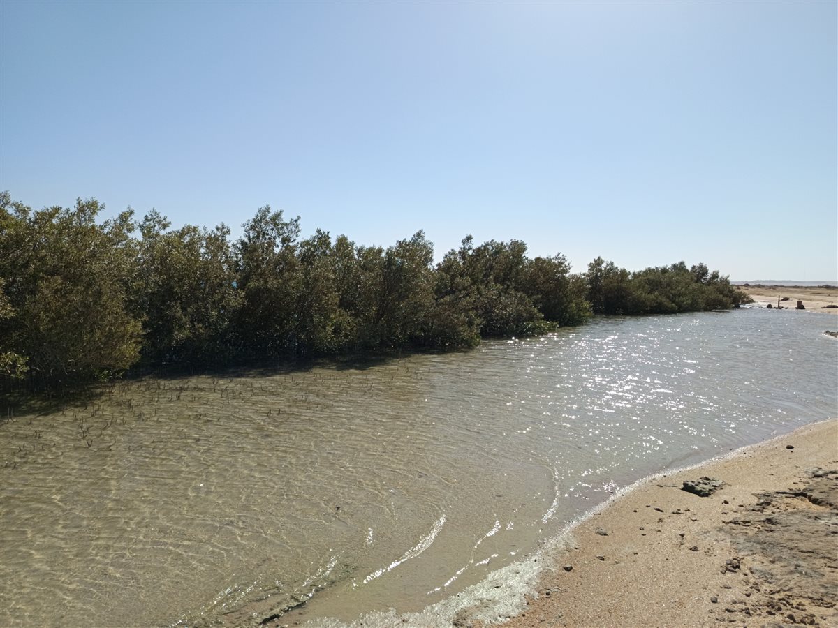 اشجار المانجروف