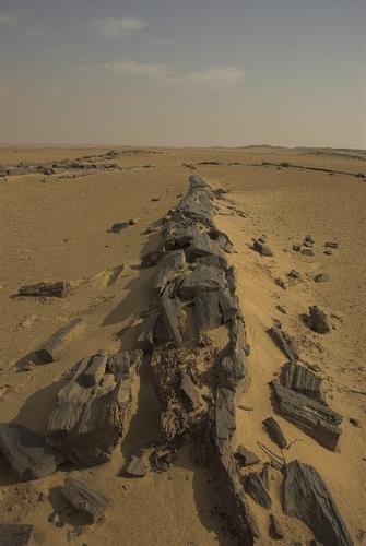 جزء من الغابة المتحجرة