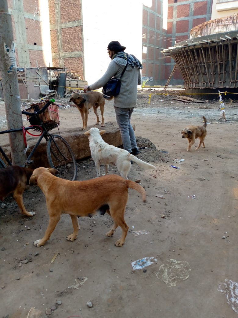 الطب البيطري ينفذ حملات مستمرة لتطعيم الكلاب