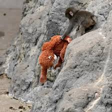 <strong>القرد بانش</strong>