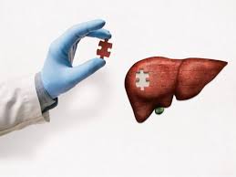 الكبد&nbsp;