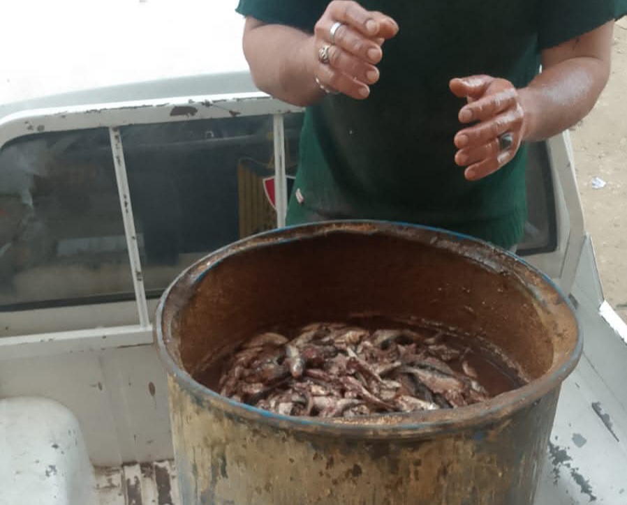 أسماك سردين فاسدة&nbsp;