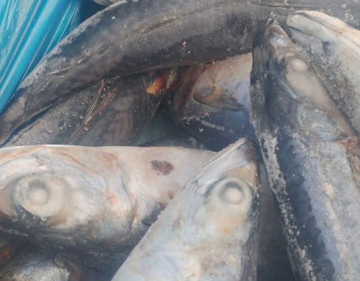 أسماك ماكريل فاسدة&nbsp;