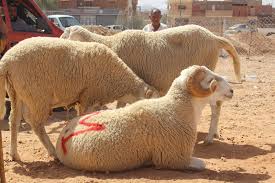 أحكام الأضحية في عيد الأضحى