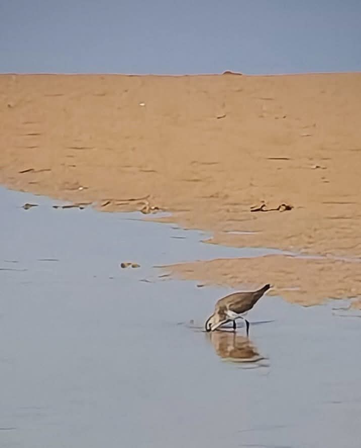 الطيور المهاجرة&nbsp;