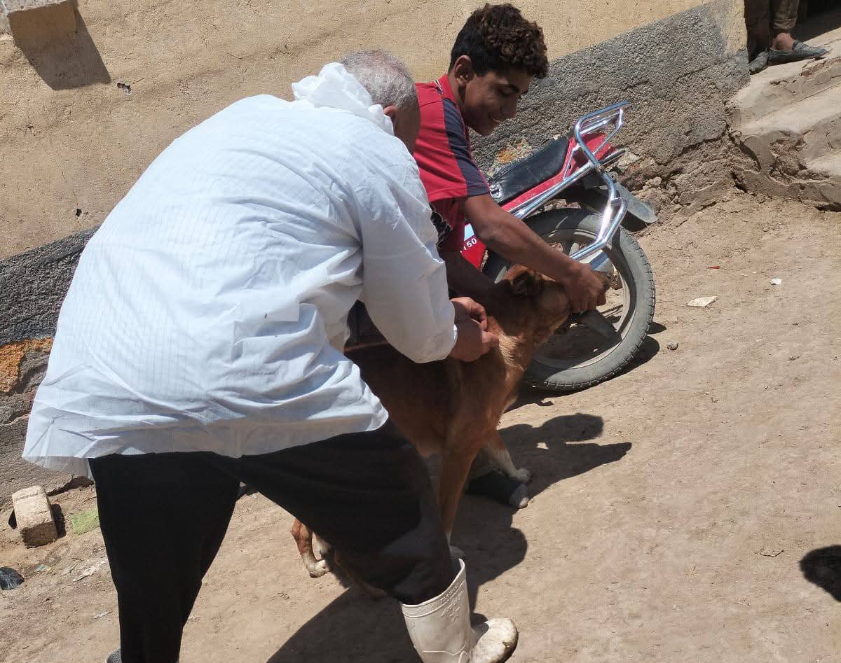 تحصين الكلاب الحرة&nbsp;
