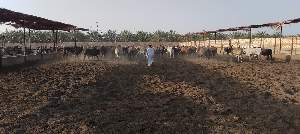 الأوقاف تتابع تجهيز الأضاحي بمجازر أبو سمبل استعدادًا لعيد الأضحى