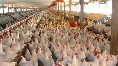 شاهد.. انخفاض في أسعار الفراخ اليوم.. والبيضاء تسجل 29 جنيهًا