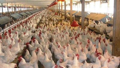 ننشر أسعار الفراخ اليوم