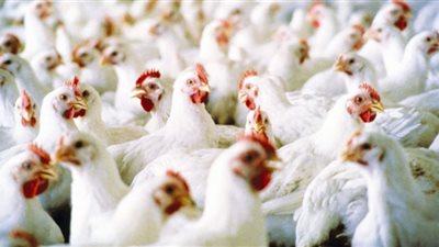انخفاض أسعار الفراخ اليوم