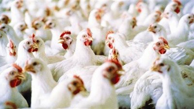 استقرار أسعار الفراخ اليوم