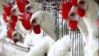 أسعار الفرخ اليوم في بورصة الدواجن