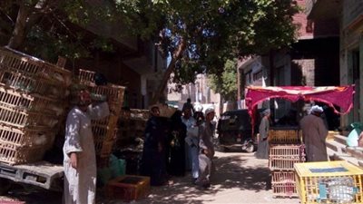 انخفاص أسعار الفراخ في بورصة الدواجن