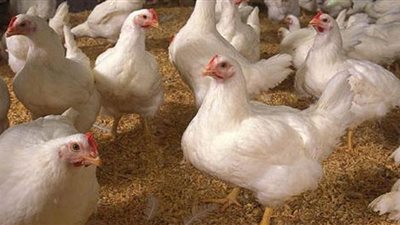 انخفاض أسعار الفراخ اليوم.. و