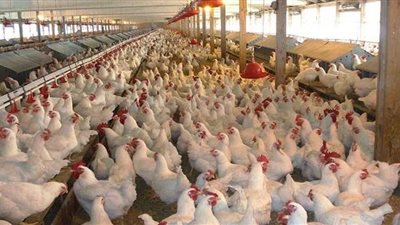 استقرار أسعار الفراخ اليوم في بورصة الدجاج