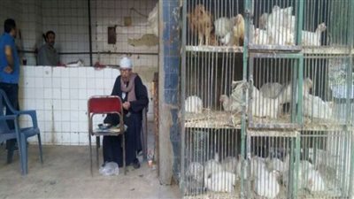 استقرار أسعار الفراخ اليوم في بورصة الدواجن