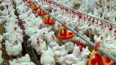 استقرار أسعار الفرخ اليوم في بورصة الدواجن