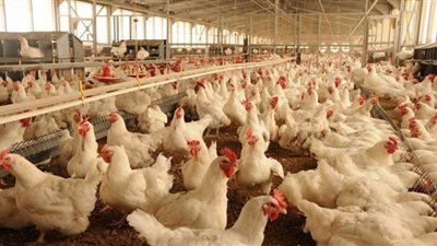 أسعار الفراخ اليوم 27 جنيهًا في بورصة الدجاج