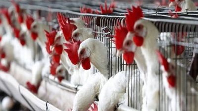 أسعار الفراخ اليوم تسجل 27 جنيهًا في بورصة الدواجن