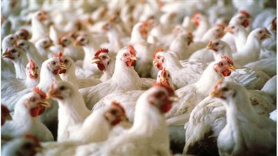 انخفاض أسعار الفراخ اليوم لتسجل 26 جنيهًا في بورصة الدواجن