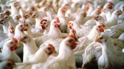 انخفاض أسعار الفراخ اليوم.. وتسجل 24.5 جنيه في بورصة الدواجن