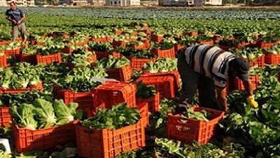 خبير زراعي: تحديد أسعار المحاصيل سيكون مصباحًا منيرًا للفلاح