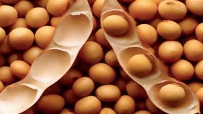 أستاذ زراعي: مصر تستورد 2 مليون طن بذرة فول صويا