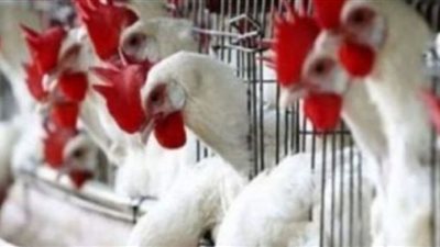 استقرار أسعار الفراخ في بورصة الدواجن