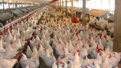 الفراخ تواصل ارتفاعها وتسجل 25 جنيهًا في بورصة الدواجن